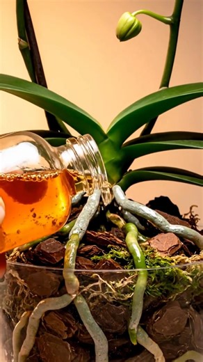 Just a teaspoon, and suddenly the orchid miraculously blooms with lots of flowers. | Simply Smart Homelife