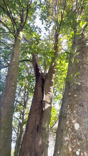 🌳 Save Your Tree with Expert Cabling in Lake Mary, FL! Don't Cut it Down! 🌳