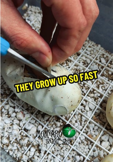 They grow up so fast! #molinarosnakelab #snake #ballpython #royalpython #babysnakes