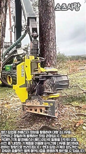 단 몇 초 만에 거목을 쓰러뜨리는 현대 벌목 기술의 위엄 #worker #process #forestry #machinery #logging