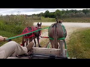 From Start to Finish working donkeys