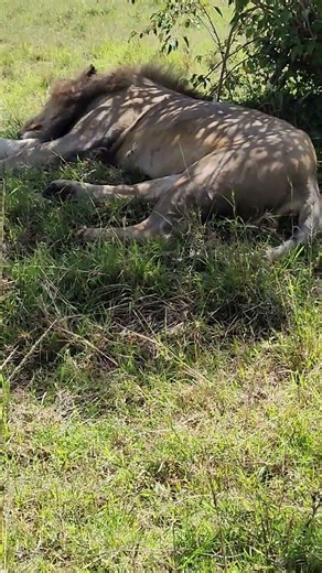 The male lions prefer to stay in solitary #wildlife