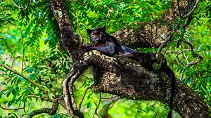Unveiling the Black Panther: The Ultimate Survival Tactics of Nature’s Ghost Cats