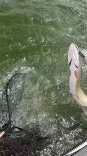 WILD MUSKIE Jumps In The NET #shorts #musky #fishing #bigfish #fishingvideo