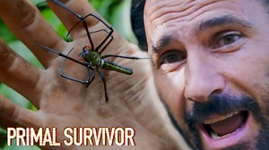 Hazen walks through the thick web of a Nephila spider and takes a close look at the spider too. | Hazen Audel