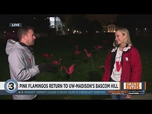 In the 608: Pink flamingos return to Bascom Hill
