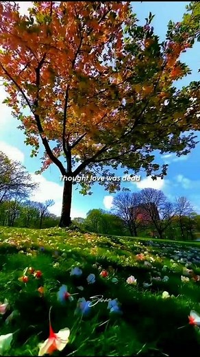 Stereo Hearts - Gym Class Heroes ( ft. Adam Levine ) Lyric video | Aesthetic | #stereohearts #lyrics