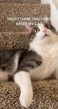 4.8K views · 80 reactions | Guess this is how you factory reset a cat! | Rumble Cats | Facebook