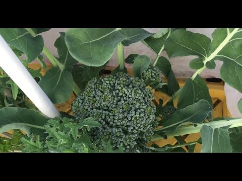 How to Grow Hydroponic Broccoli and Kale Outdoors