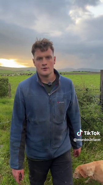 AstroTurf Cow Tracks: A Farm Transformation