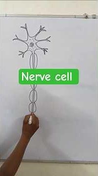 How to draw a nerve cell? #neurons #nervoussystem #biology #school