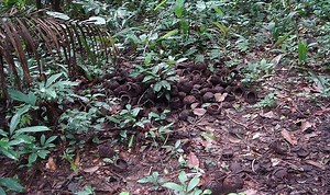 The Amazon forest is the result of an 8,000-year experiment