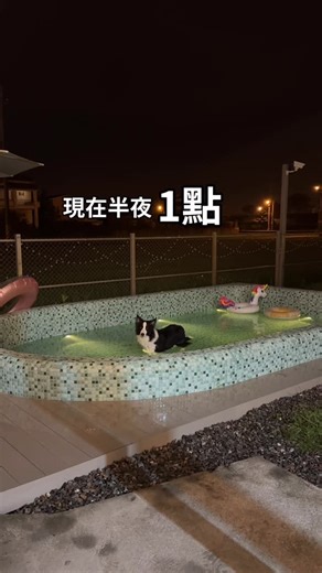 布哩狗勾🐾 on Instagram: "半夜一點給我下泳池🐶還罵不得⋯⋯ 就這樣跟他耗到了兩點🙃 #邊境牧羊犬 #狗狗日常 #寵物友善 #泳池"