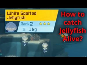 How to catch Jellyfish Alive? | Dave the Diver Guide