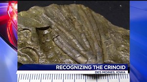 These fossils are kind of famous. Always stay up-to-date on the latest community news with WQAD's Good Morning Quad Cities. | WQAD