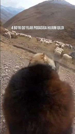 4 Wolves Ambush Sheep Flock - Tibetan Mastiff Blocks Protect 🐺🐕