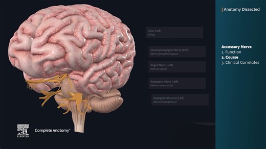 Welcome back to a brand-new episode of Anatomy Dissected! In the full video on our Youtube channel, we will learn about the eleventh cranial nerve, also known as the accessory nerve. In this episode you will learn: - The course of the nerve down to the muscles it innervates - Examine it’s motor functions - Explore an example of a clinical correlate associated with the nerve Check out all the Anatomy Dissected videos on our YouTube channel: http://spkl.io/6187f20gl | Complete Anatomy