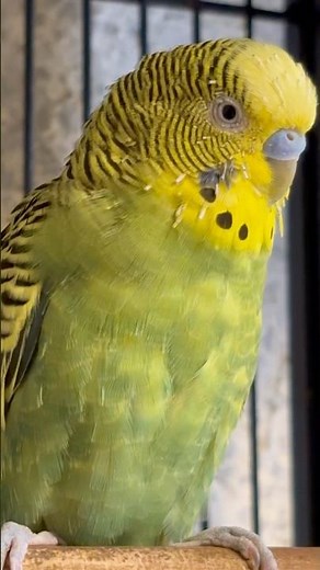 Day-8 Budgies Talking & Chirping | Relaxing Parakeet Sounds for Stress Relief & Pet Lovers