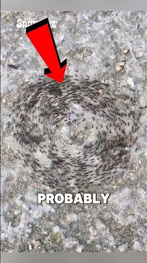 Why Are Ants Acting Like This?!