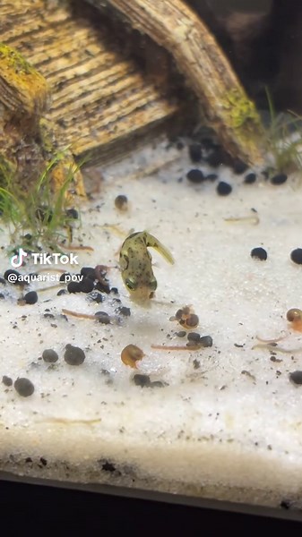 Pea puffers enjoy sweet treats AKA pest snails as a source of food!! #peapuffer #aquarium #fishtok #pestsnails #pestcontrol