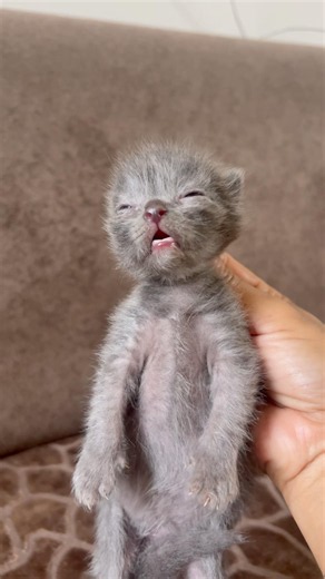 Tiny babies, handled with love and care ❤️ #cat #ytshorts #kitten #cute