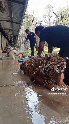 Tiger Bathing: Unique Care for Big Cats