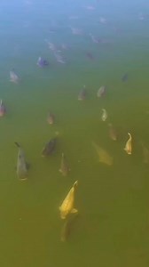 14K views · 136 reactions | It's busy in the water! #carp #carpworld #mirrorcarp #carpworldonline #lake #drone #dronevideo #carplake #nature #commoncarp #carptok #follow #lakefish #carplife #fish #fyp #fishtok #carptok #carppassion | Carpworld Online | Facebook