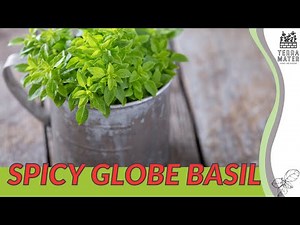 SPICY GLOBE BASIL: A Flavorful Herb for Your Garden (Ocimum basilicum)