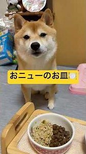 土台も可愛くて買おうか悩み中🤭💕#柴犬 #豆柴 #shibainu #犬 #犬のいる暮らし #shorts