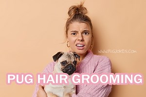 PUG SHEDDING AND GROOMING: TIPS AND TRICKS — ILLUSTRATOR / WIZARD / WEIRDO