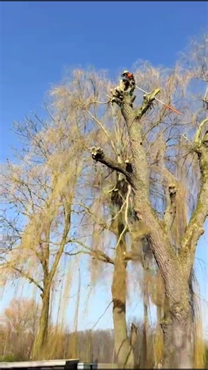 Expert Arborist Skills in Tree Removal