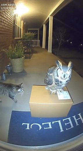 Cat vs Owl 🐈🦉 An owl was sitting on the package, staring directly into the camera… and the cat did NOT expect what happened next 😳🦉🐈 #CCTVCat #CatVsOwl #CaughtOnCamera | Warn Maw