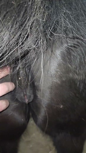 Beautiful Mare In Heat