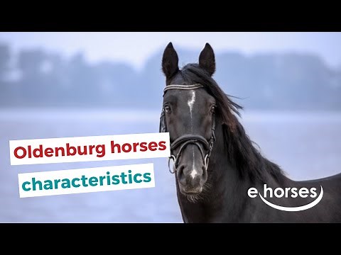 Oldenburg horse | characteristics, origin & disciplines