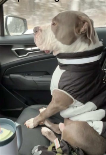 Braving the Cold: Taking Our Bully to the Park