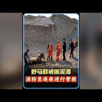 野馬群誤闖泥潭被困多時，消防員和牧民連夜營救 #紀錄片 #抖音精選