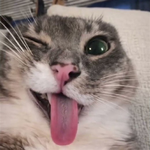 Cat edit.Next edit👉car edit. #fpyシ #cat #kitty #kittycats #purr #purrfect #drunk #edit