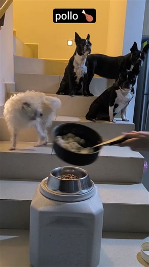 It's time for din din 🍽️