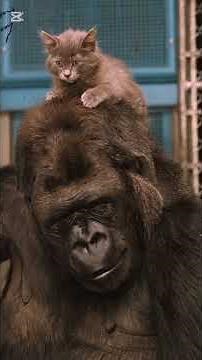 Koko the Gorilla: The animal who proved that communication is more than words.”