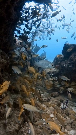 Maroma Reef sits between Playa del Carmen and Cancún. It’s part of the Mesoamerican Barrier Reef, the second-largest reef system in the world. The area has clear water and coral structures that attract many species. You’ll often see schools of reef fish, rays moving slowly across the sand, and sometimes sea turtles passing through. The depth makes it easy for both snorkelers and divers to explore, and the marine life is usually active and calm. Conservation groups here focus on protecting the co