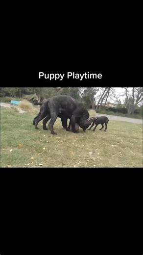American pit bull terrier puppy playing with Neapolitan Mastiff puppies #puppiesoftiktok #foryou #neapolitanmastiff #apbt #mastinonapoletano #pitbull