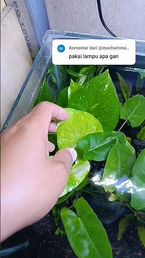Aquarium Light 60cm #aquariumlamp #ledlamp