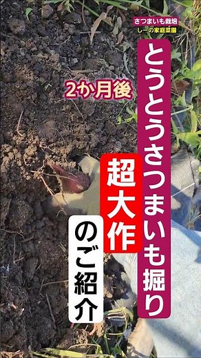 さつまいも栽培総集編♪安納芋を芋掘りしたよ！動画のご紹介♪《しーの家庭菜園＊さつまいも栽培畑編(安納芋)のお知らせ》