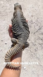 Uromastyx are part of the African and Asian lizard genus. Primarily herbivorous, they spend most of their day basking in the sun and hiding underground when danger appears. Another defense mechanism Uromastyx have is their spiked tail. Muscular and heavy, they can swing at their attacker with great velocity. As adults, they can get up to 10 – 36 inches depending on the species! During cooler weather they can appear dull and dark, as the weather warms, their colors become lighter. The darker pigm