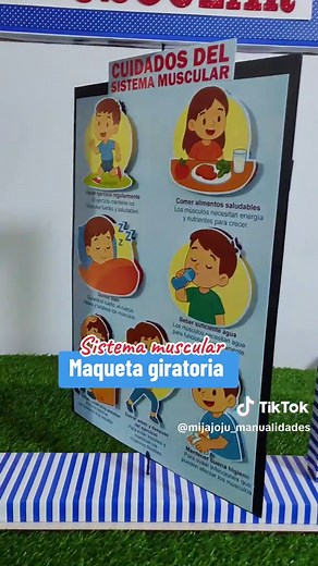 Maqueta Giratoria del Sistema Muscular para Niños