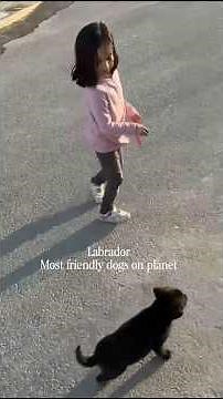 Most popular dogs in USA 🇺🇸|Most Amazing Dogs#shorts #youtubeshortsusa #shortsusa #labrador #husky