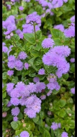 Easy to Care for Annuals & Perennials