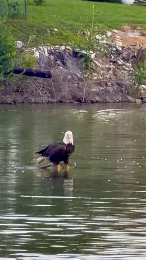 I’ve spent my life around some incredible machines and have had the privilege of doing some amazing things, but a bald eagle standing in a quiet river still stops me in my tracks.I am profoundly grateful for this country and for the life and opportunities it has given me.God bless America. 🇺🇸🦅🙏🏻