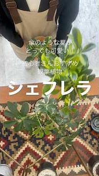 初心者さんおすすめ観葉植物 シェフレラ #多治見 #観葉植物 #植物 #シェフレラ#おすすめ#初心者さん#まつぼっくり