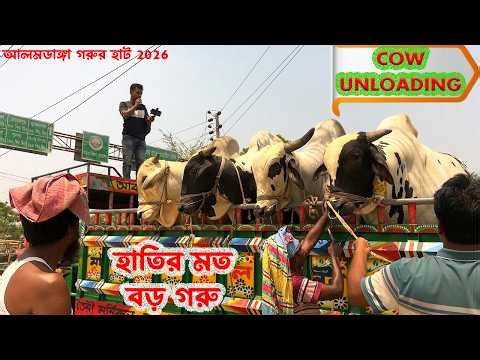 Cow unloading | Alamdanga Cattle Market | Qurbani Cow Price 2026 | Big Cow Videos